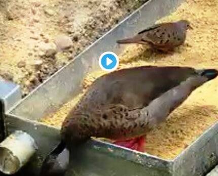 Duck feeds grains to fish in viral video পুকুরে মাছ, খাবার খাইয়ে দিচ্ছে হাঁস, মজাদার ভিডিও সোশাল মিডিয়ায়
