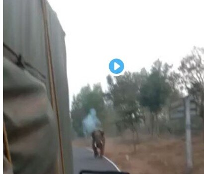 Karnataka:Angry elephant chases truck, rips off bonnet with tusks , VIDEO VIRAL তাড়া করে শুঁড় দিয়ে ট্রাকের বনেট ভেঙে দিল হাতি, ভিডিও ভাইরাল