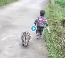 রাস্তায় শিশুর পায়চারি, সঙ্গী শজারু, ভিডিও ভাইরাল