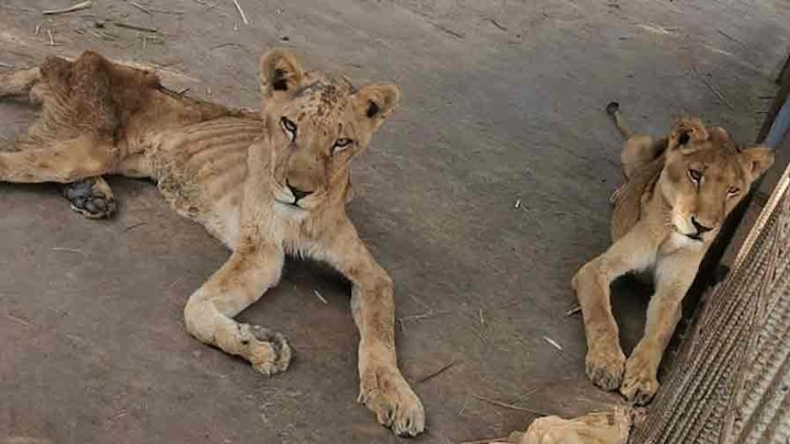 Photos of malnourished African lions at Sudan Park go viral সুদানের পার্কের অপুষ্টির শিকার পাঁচ সিংহর ছবি ভাইরাল, সাহায্যের জন্য শুরু অনলাইন প্রচার