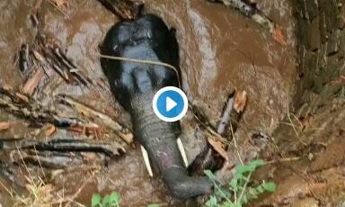 দেখুন: ঝাড়খণ্ডে আর্কিমিডিসের সূত্র প্রয়োগ করে কুয়ো থেকে হাতি উদ্ধার, প্রশংসায় উচ্ছ্বসিত সোশ্যাল মিডিয়া Archimedes principle used to rescue elephant stuck in well দেখুন: ঝাড়খণ্ডে আর্কিমিডিসের সূত্র প্রয়োগ করে কুয়ো থেকে হাতি উদ্ধার, প্রশংসায় উচ্ছ্বসিত সোশ্যাল মিডিয়া