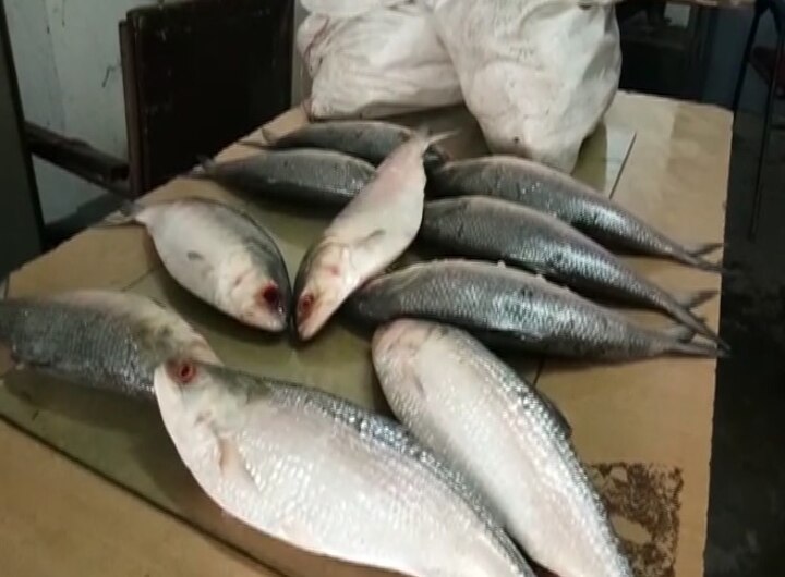 This year there will be huge catch of Hilsa, says experts; fishermen hopeful লকডাউনে কমেছে দূষণ, সময়ে এসেছে বর্ষা, জালে ধরা দেবে প্রচুর ইলিশ, মত বিশেষজ্ঞদের, আশায় মৎস্যজীবীরাও