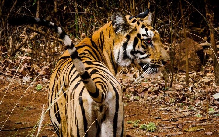 Tigers must be punished for eating cows, says Goa NCP MLA ‘গরু খায়, বাঘের শাস্তি হয় না কেন’, প্রশ্ন গোয়ার এনসিপি নেতা চার্চিল আলেমাওর