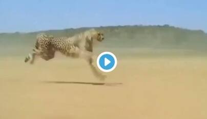 Cheetah runs 102 km per hour , video goes viral দেখুন: জঙ্গলে উন্মুক্ত প্রান্তরে চিতার রাজকীয় দৌড়, গতি কত জানেন?