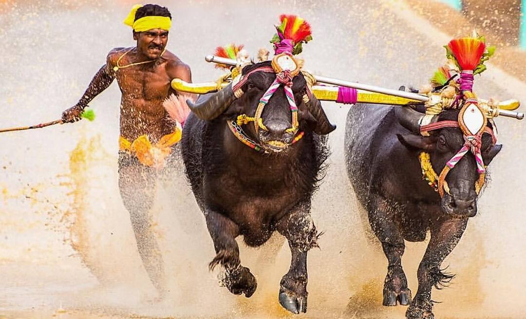 Kambala racer Srinivas Gowda would not participate in SAI trial সাইয়ে ট্রায়াল দেবেন না কাদামাটিতে মোষ দৌড়ে তাক লাগানো শ্রীনি, বললেন ‘ক্লান্ত, বিশ্রামের প্রয়োজন’