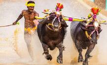 সাইয়ে ট্রায়াল দেবেন না কাদামাটিতে মোষ দৌড়ে তাক লাগানো শ্রীনি, বললেন ‘ক্লান্ত, বিশ্রামের প্রয়োজন’