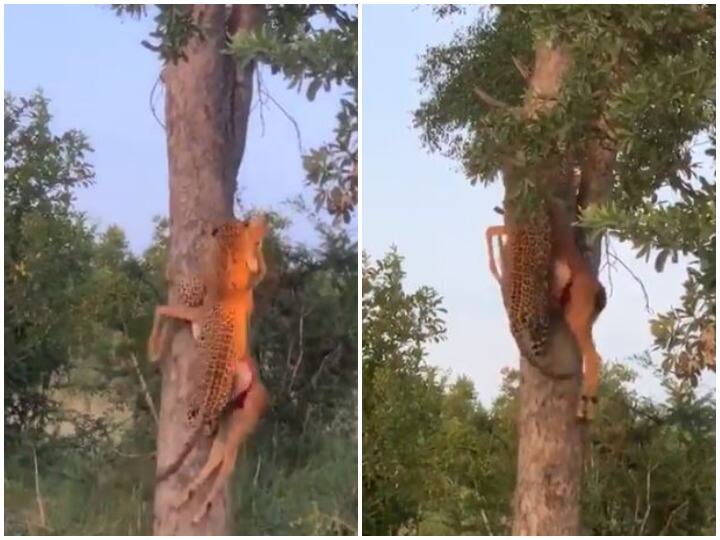 ভারী শিকার মুখে সটান উঁচু গাছের মগডালে চড়ল চিতাবাঘ, ভিডিও ভাইরাল সোশ্যাল মিডিয়ায় leopard climbed on tree with heavy prey video went viral ভারী শিকার মুখে সটান উঁচু গাছের মগডালে চড়ল চিতাবাঘ, ভিডিও ভাইরাল সোশ্যাল মিডিয়ায়