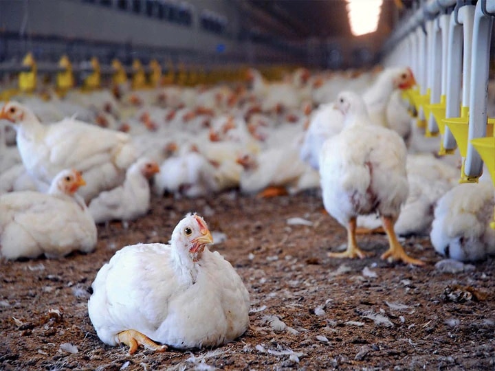 Bengal poultries hit as chicken price goes down after Coronavirus false alarm sets off করোনাভাইরাস ‘গুজবে’ পড়ছে মুরগির দাম, চিন্তায় ব্যবসায়ীরা
