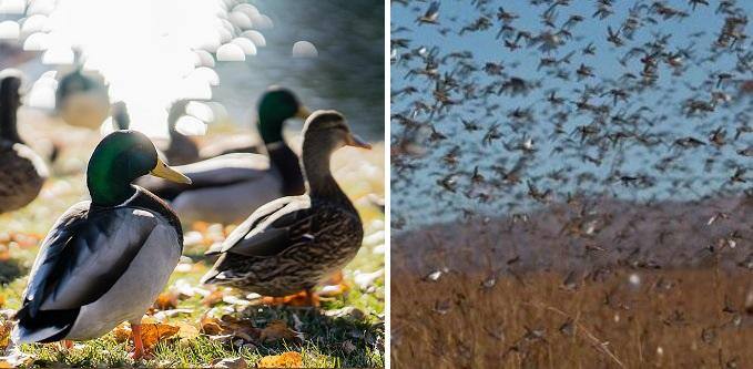 China will not send ducks to tackle locusts in Pakistan, says expert পাকিস্তানের আবহাওয়ায় টিকতে পারবে কি, পঙ্গপাল নিধনে চিনের এক লাখ ‘হাঁস-সৈন্য’ পাঠানো ঘিরে সংশয়