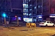 রাশিয়ায় লকডাউন নিশ্চিত করতে রাস্তায় ৮০০ ক্ষুধার্ত সিংহ ও বাঘ ছেড়েছেন পুতিন! সত্যিই কি তাই?