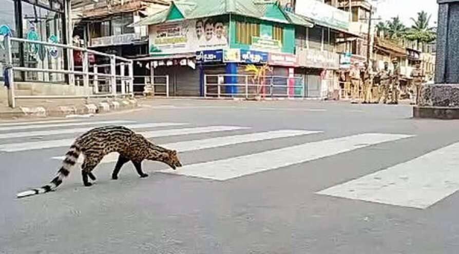 Look Who Took The Zebra Crossing Amid Lockdown In Kerala চারদিক শুনশান, তারই মাঝে কেরলে জেব্রা ক্রসিং পার হল অদ্ভুত এই প্রাণী