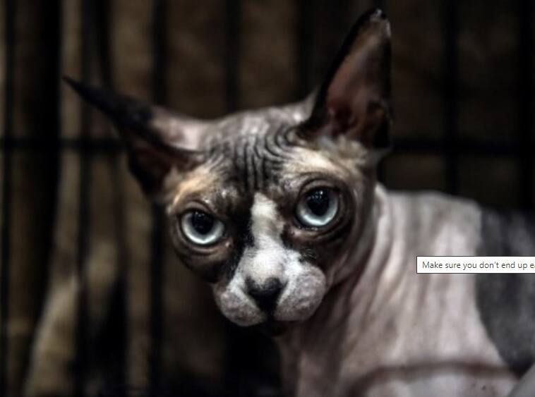 cat-found-infected-with-coronavirus-in-belgium বেলজিয়ামে আক্রান্ত মালিকের থেকে বিড়ালের করোনা সংক্রমণ, বিরল ঘটনা