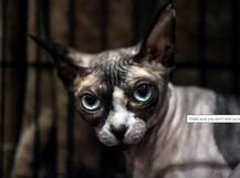 বেলজিয়ামে আক্রান্ত মালিকের থেকে বিড়ালের করোনা সংক্রমণ, বিরল ঘটনা