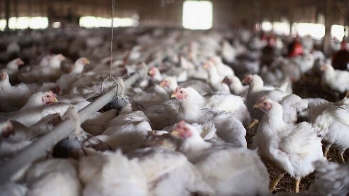 Karnataka farmer buries 10,000 birds alive করোনা: ১০,০০০ মুরগিকে জ্যান্ত পুঁতলেন কর্নাটকের এই পোলট্রি ব্যবসায়ী