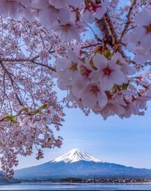 মাউন্ট ফুজিতে ভয়াবহ অগ্ন্যুৎপাতের আশঙ্কা, বিপর্যস্ত হয়ে যেতে পারে টোকিও