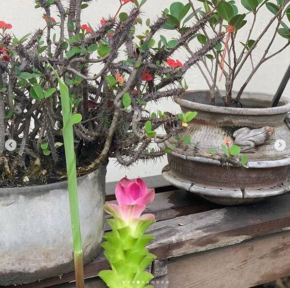 দেখছেন জয়ার বাড়ির বাগানের ফুল। ছবি সৌজন্যে ইনস্টাগ্রাম