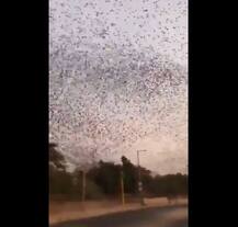 দূষণমুক্ত পরিবেশে একসঙ্গে উড়ছে হাজার হাজার পাখি, ট্যুইট হরভজনের