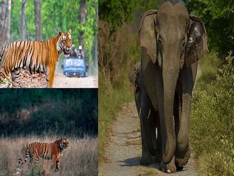 দেশে প্রথম পশুদের জন্য কোয়ারান্টিন সেন্টার হচ্ছে জিম করবেট জাতীয় উদ্যানে