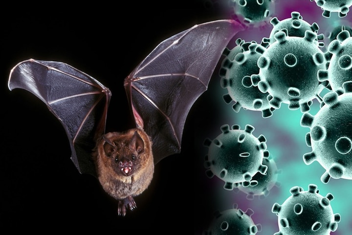 Corona Virus: Mass Death Of Bats In UP After Bihar Causes Alarm করোনা আতঙ্কের মধ্যে বিহার-উত্তরপ্রদেশে শতাধিক বাদুড়ের মৃত্যু! অতিরিক্ত তাপপ্রবাহের জের?