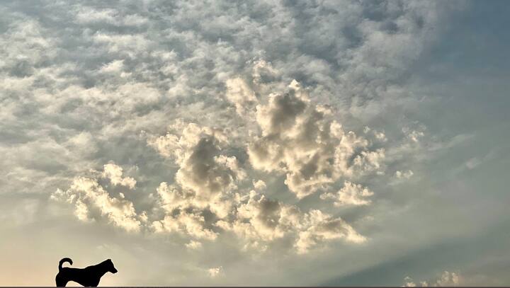 আইপিএল স্থগিত। চেন্নাইয়ের পরিবর্তে আপাতত ফার্মহাউসেই সময় কাটাতে হচ্ছে ধোনিকে।