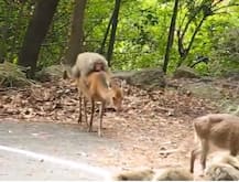 হরিণের পিঠে সওয়ার বাঁদর, ভিডিও ভাইরাল