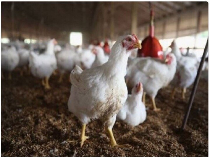 Virus worse than coronavirus could spread from poultry, warns US doctor পশুখামার থেকে ছড়িয়ে পড়তে পারে করোনার চেয়েও ভয়াবহ ভাইরাস, আশঙ্কা মার্কিন বিজ্ঞানীর