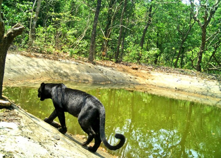 Black panther spotted in Goa's Netravali sanctuary, CM Sawant shares pic গোয়ায় ঘুরে বেড়াচ্ছে ব্ল্যাক প্যান্থার, ছবি শেয়ার করলেন মুখ্যমন্ত্রী