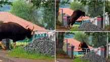 প্রায় ৮০০ কেজি ওজন নিয়েও অবিশ্বাস্য লাফ বাইসনের, ভাইরাল হল বন দফতরের কর্তার পোস্ট
