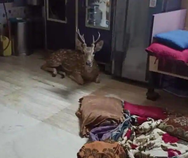 Deer gets kiss of life after crashing through roof of Mumbai slum মধ্যরাতে বাড়ির চাল ভেঙে ঢুকে পড়ল হরিণ! 