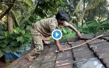 দেখুন ভিডিও: টালির চাল থেকে গোখরো উদ্ধার বন বিভাগের আধিকারিকের