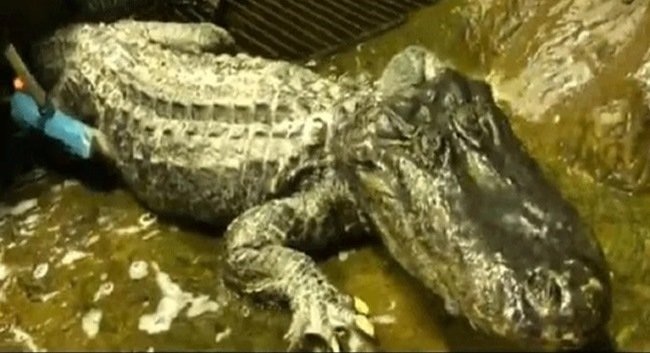 'Adolf Hitler's pet alligator' dies in Moscow গুলি-বোমায় কিছু হয়নি! বার্ধক্যে মারা গেল হিটলারের  ‘পোষ্য’ কুমীর