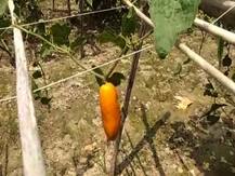 ছবিতে দেখুন: উমপুনে কীভাবে নষ্ট হয়েছে বিঘার পর বিঘা জমির ফসল