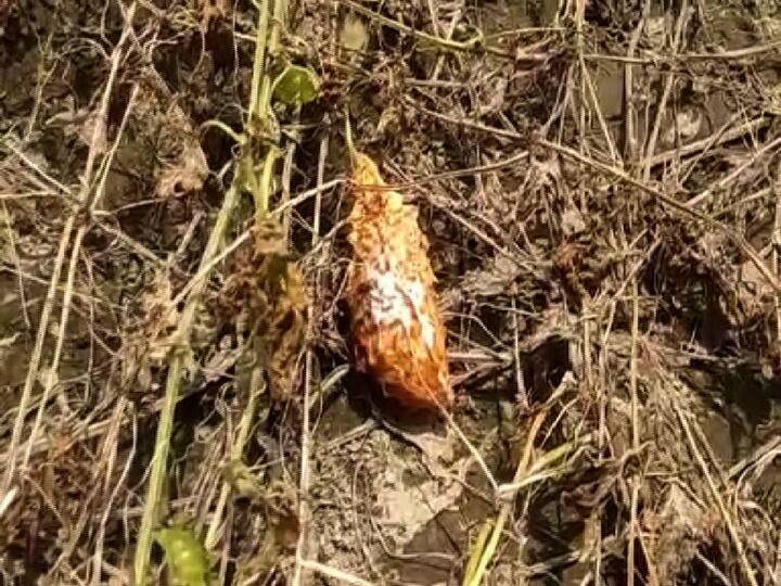 কোথাও চাষের জমিতে নোনা জল ঢুকেছে, কোথাও ঝড়ের দাপটে শুয়ে পড়েছে ফসল। 