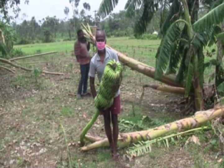 সর্বত্রই কৃষকদের হাহাকার আর কপাল চাপড়ানোর ছবি। 