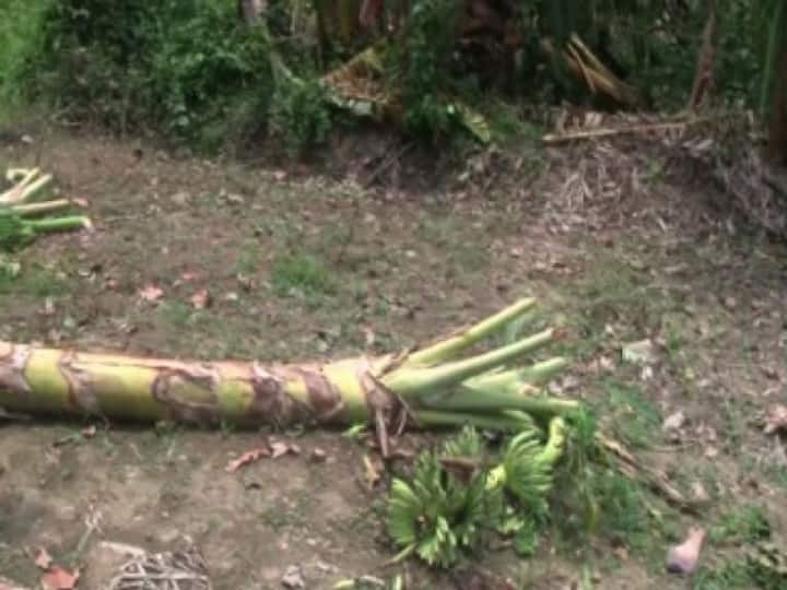 মাতলার নোনা জল ঢুকে ক্যানিং ও জীবনতলার বোরো ধানচাষ প্রায় শেষ করে দিয়েছে। ফলে ঘুম উড়েছে কৃষকদের।