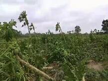 ছবিতে দেখুন: উমপুনে কীভাবে নষ্ট হয়েছে বিঘার পর বিঘা জমির ফসল