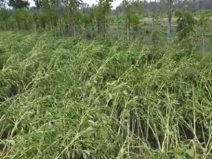 হাবরা ২ নম্বর ব্লকের ভুরকুন্ডা পঞ্চায়েত এলাকা হোক বা বনগাঁ গোপালনগর, নতুনগ্রাম। 