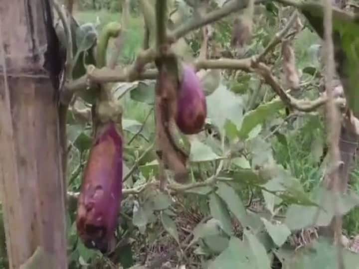 বসিরহাটের সংগ্রামপুরে ইছামতীর বাঁধ ভেঙে নোনা জল ঢোকায় নষ্ট হয়েছে পটল, ঝিঙে, বেগুন, লঙ্কা।