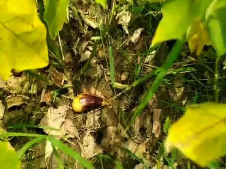 জেলার বিস্তীর্ণ এলাকাতেও চাষ হয় পান। উমপুনের দাপটে বিশাল ক্ষতি হয়েছে সেই অর্থকরী ফসলের। 