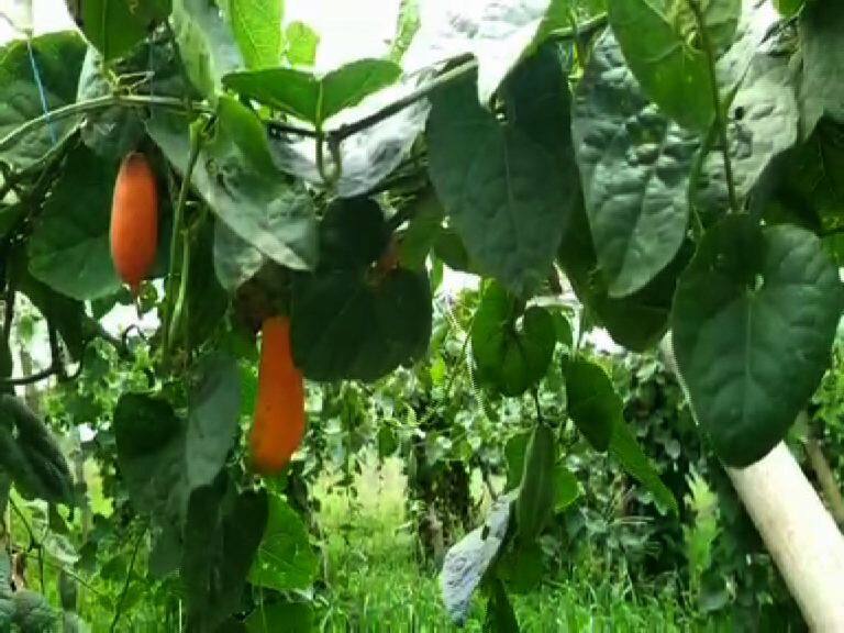 Nashik : विद्यार्थी शेतात लावतात भेंडी, मिरची आणि टोमॅटो... नाशिकमधील शाळेत दिले जातात शेतीचे धडे Nashik School Agriculture lessons are given in schools students are getting real work experience Nashik : विद्यार्थी शेतात लावतात भेंडी, मिरची आणि टोमॅटो... नाशिकमधील शाळेत दिले जातात शेतीचे धडे