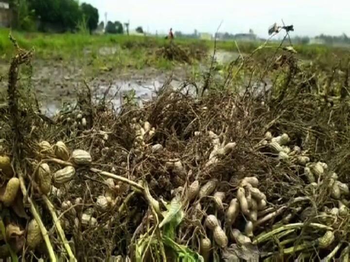ব্যাপক ক্ষতি হয়েছে বাদাম চাষেরও। সব জমি জলের তলায়। মাথায় হাত কৃষকদের। 