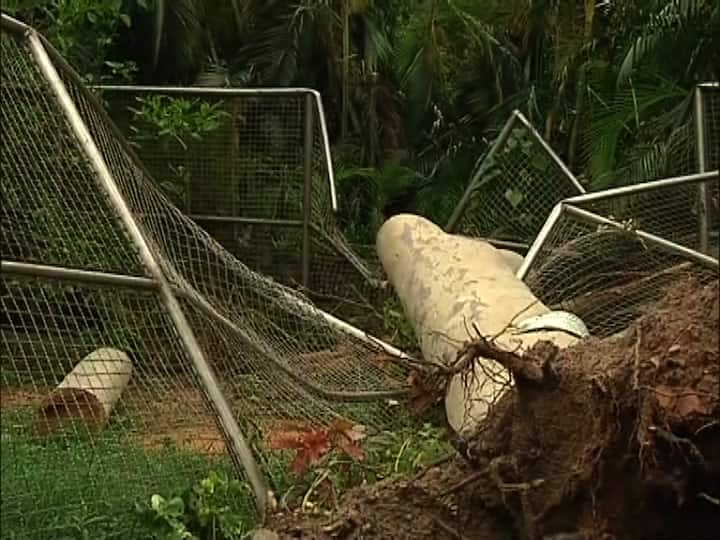 রুমা বিকাশ ও বিশালের ঘরবাড়ি এখানেই। এরা হলো সাদা বাঘ। ঘূর্ণিঝড় তছনছ করে দিয়ে গেছে।