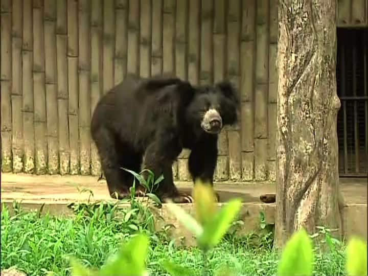 ভাল্লুকের এনক্লোজারের সামনে উপড়ে গিয়েছে বড় একটি গাছ। 