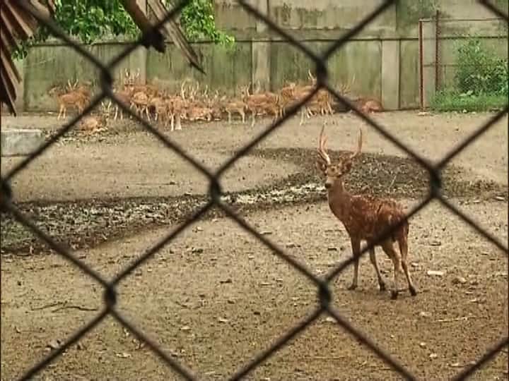 চিতল হরিণের খাঁচার একটি অংশ ভেঙে গিয়েছে।