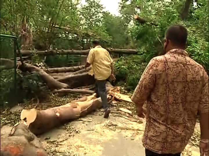 কর্তৃপক্ষ জানিয়েছে, ঘূর্ণিঝড়ে চল্লিশটির বেশি বড় বড় গাছ উপড়ে গিয়েছে। যাদের বয়স ৪০ থেকে ৮০ বছরের মধ্যে। 