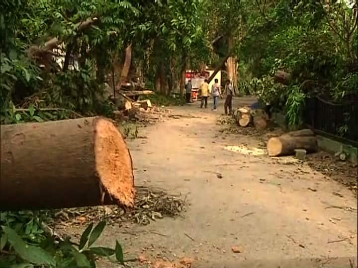 আলিপুর চিড়িয়াখানা কর্তৃপক্ষের দাবি, ঘূর্ণিঝড় উমপুনে প্রায় ২৫ লক্ষ টাকার ক্ষয়ক্ষতি হয়েছে।