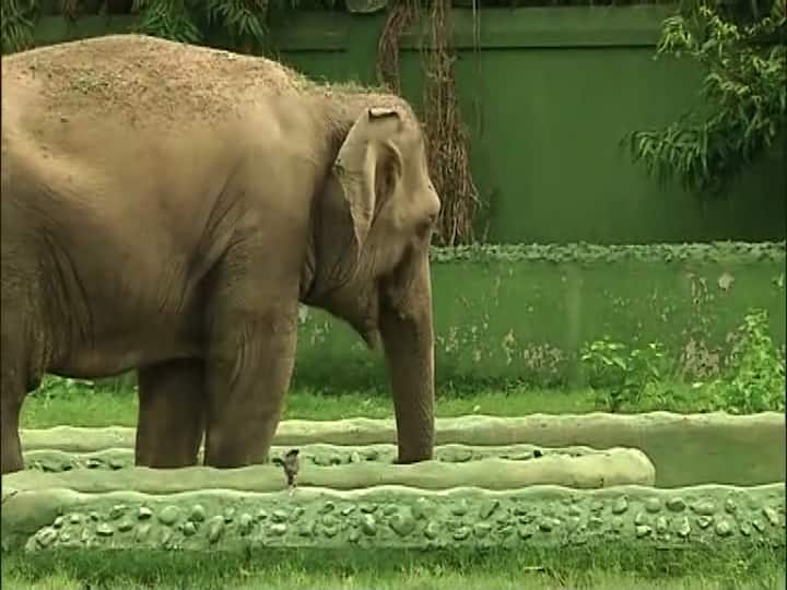 আলিপুর চিড়িয়াখানার অধিকর্তা আশিস সামন্ত বলেন, যখন এসেছিল তার আগেই সব পশুকে খাঁচায় ঢুকিয়ে দেওয়া হয় ওরা খুব ভয় পেয়ে গিয়েছে পরেরদিন খাবার খেয়েছে।