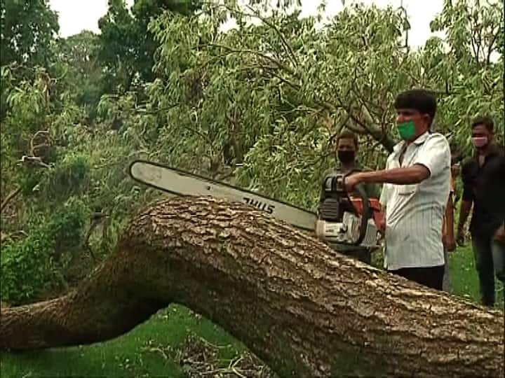 এখানেও ভেঙে পড়া গাছগুলিকে পুনঃস্থাপনের চেষ্টা চালাচ্ছে চিড়িয়াখানা কর্তৃপক্ষ। 