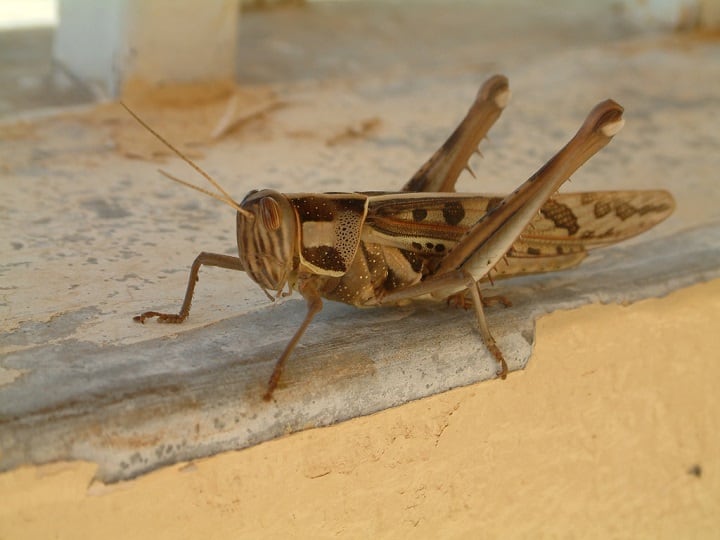 Locusts invade Maharashtra, alert in Mathura and Delhi as swarm expands area রাজস্থানের পর পঙ্গপালের হানা মহারাষ্ট্রে, সতর্কতা জারি মথুরা, দিল্লিতে