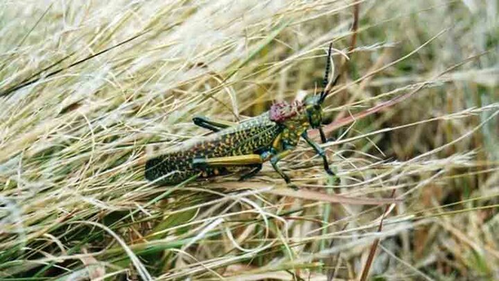 Locust swarms can be repelled by making loud sounds and spraying, claims Jabalpur District Magistrate কীটনাশক, উচ্চস্বরে আওয়াজ দিয়ে পঙ্গপাল রুখতে প্রস্তুত, দাবি জব্বলপুর জেলা প্রশাসনের